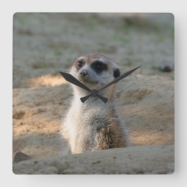 Meerkat 004 fyrkantig klocka (Framsida)