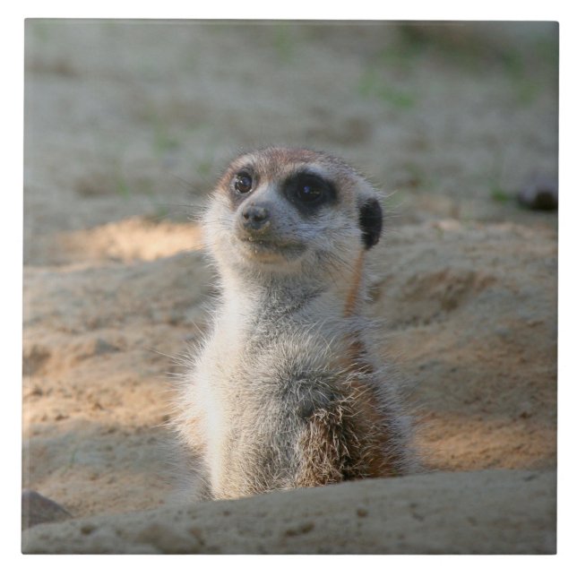 Meerkat 004 kakelplatta (Framsidan)