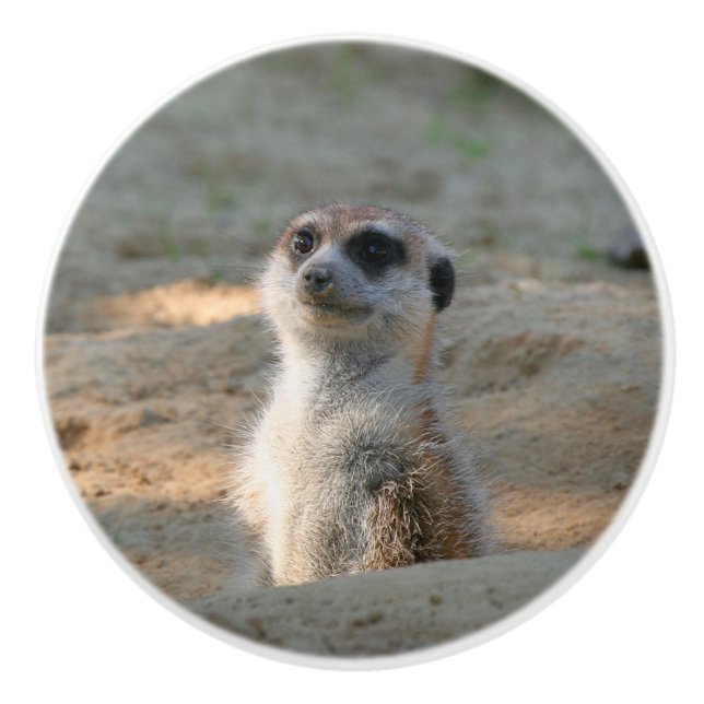 Meerkat 004 knopp (Framsidan)