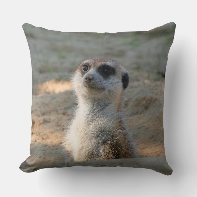 Meerkat 004 kudde (Framsida)