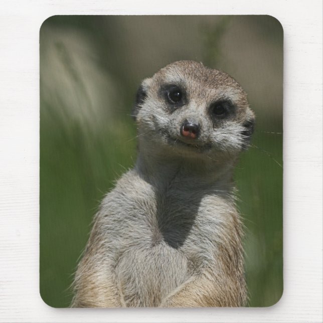 Meerkat 004 musmatta (Framsidan)