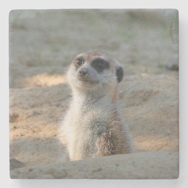 Meerkat 004 stenunderlägg (Framsidan)