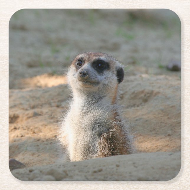 Meerkat 004 underlägg papper kvadrat (Framsidan)