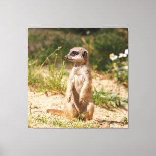 Meerkat_005 Canvastryck