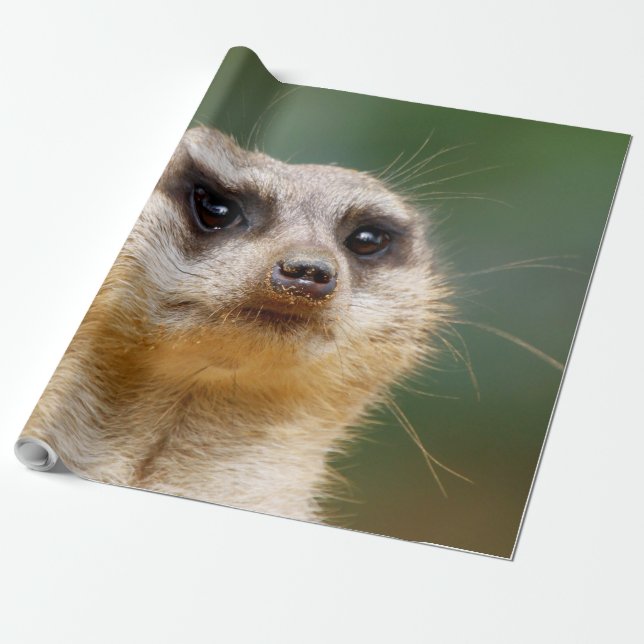 Meerkat 005 presentpapper (Utrullad)