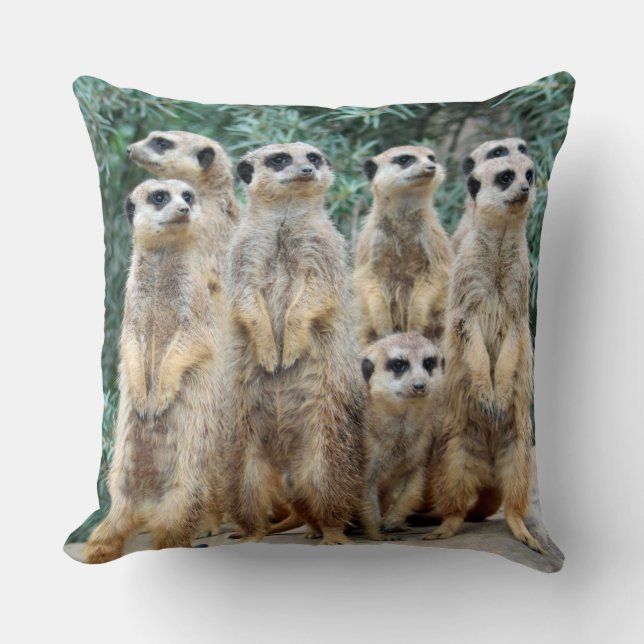 Meerkat 006 kudde (Framsida)