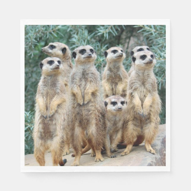 Meerkat 006 pappersservett (Framsidan)
