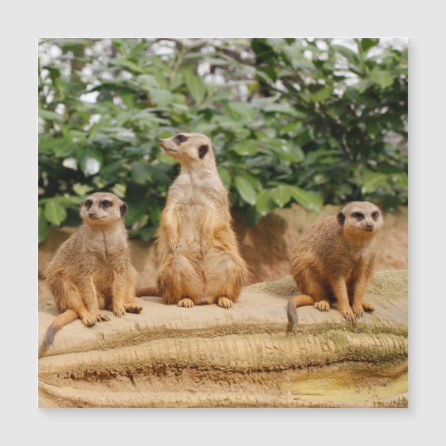 Meerkat 008 (Framsida)