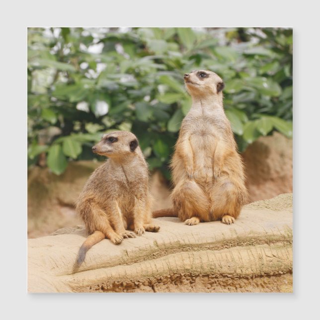 Meerkat 009 (Framsida)