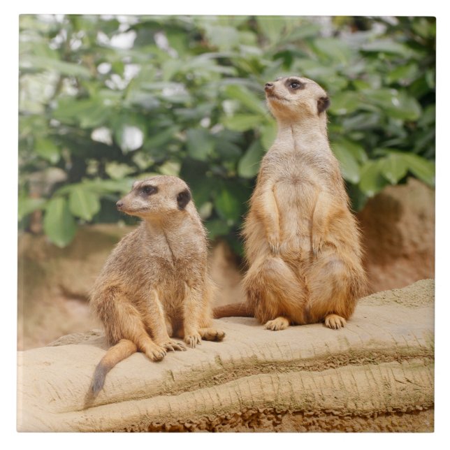 Meerkat 009 kakelplatta (Framsidan)