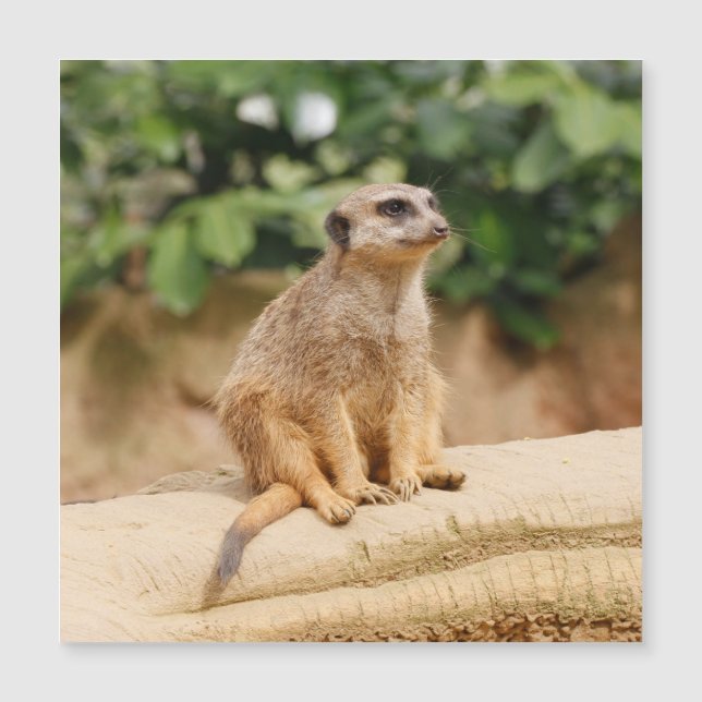 Meerkat 010 (Framsida)