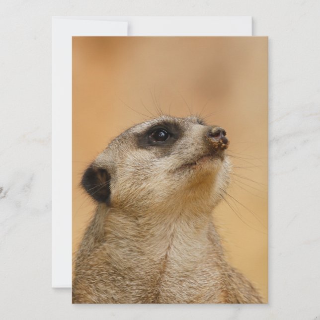 Meerkat 011 julkort (Framsida)