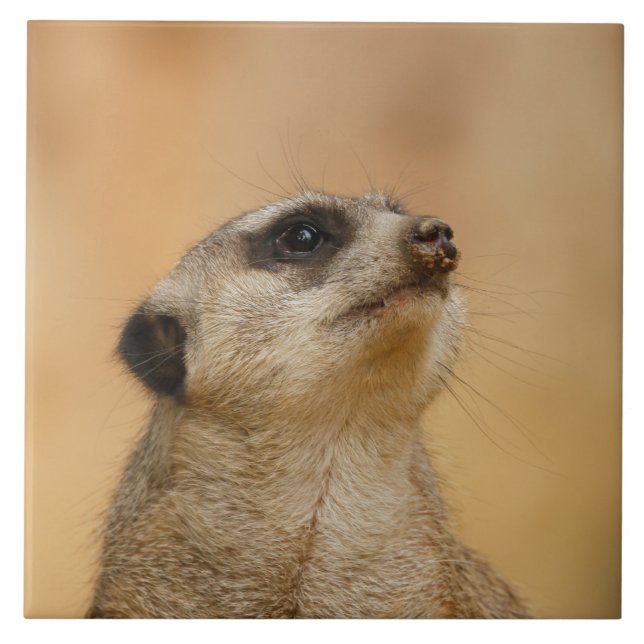 Meerkat 011 kakelplatta (Framsidan)
