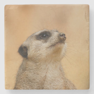 Meerkat 011 stenunderlägg