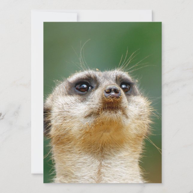 Meerkat 012 julkort (Framsida)