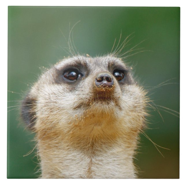 Meerkat 012 kakelplatta (Framsidan)