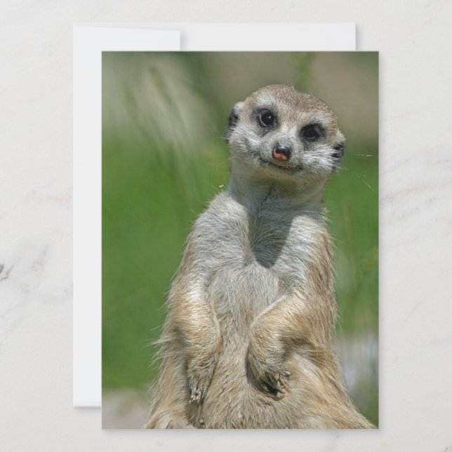 Meerkat 013 julkort (Framsida)