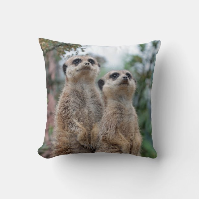 Meerkat 013 kudde (Framsida)
