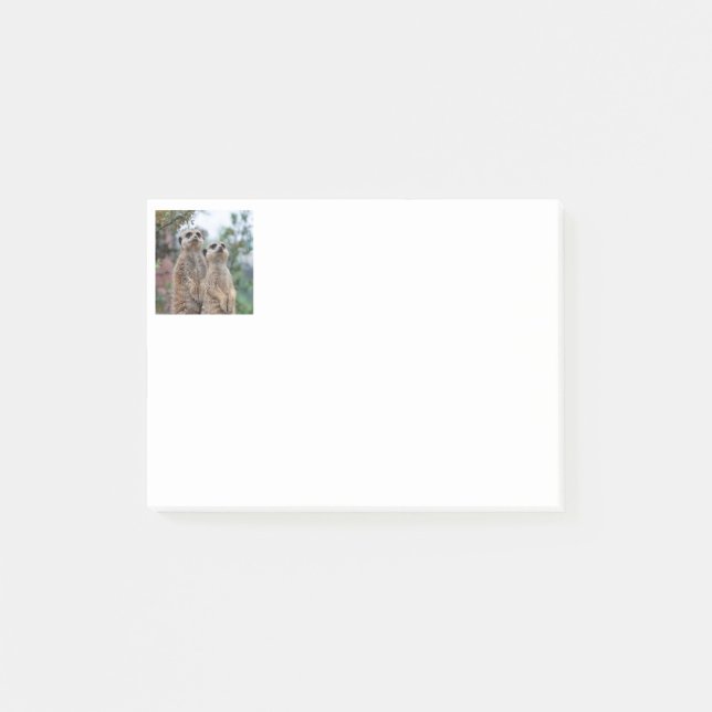 Meerkat 013 post-it block (Framsida)