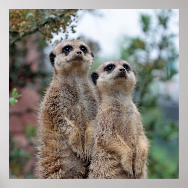 Meerkat 013 poster (Framsidan)