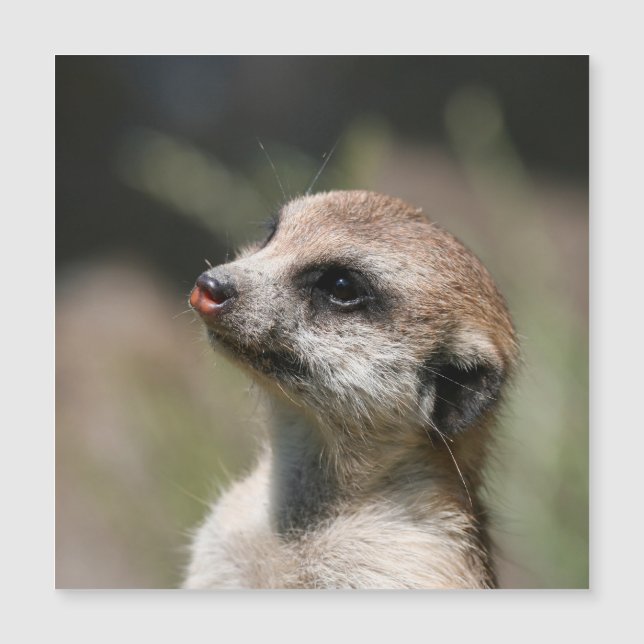 Meerkat 014 (Framsida)