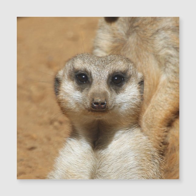 Meerkat 016 (Framsida)