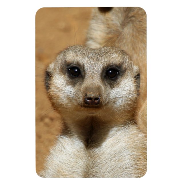 Meerkat 016 magnet (Vertikal)