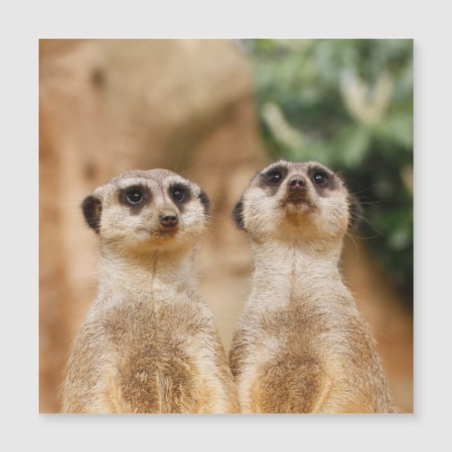 Meerkat 017 (Framsida)