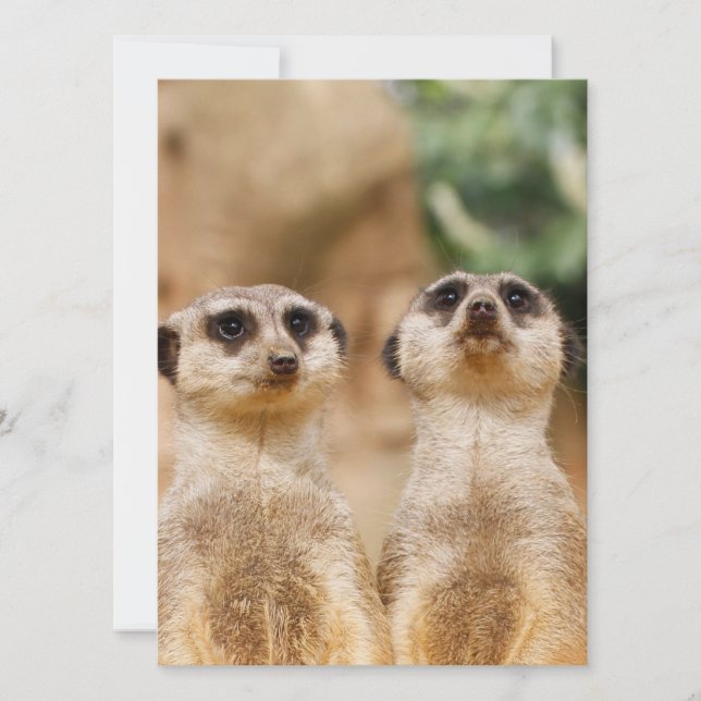 Meerkat 017 julkort (Framsida)
