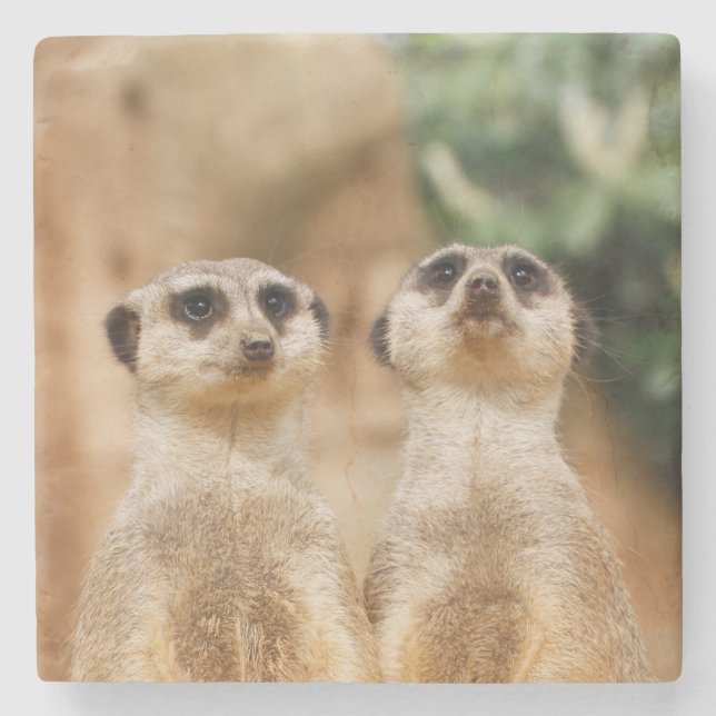 Meerkat 017 stenunderlägg (Framsidan)