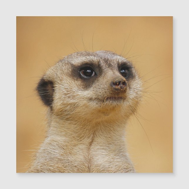 Meerkat 020 (Framsida)