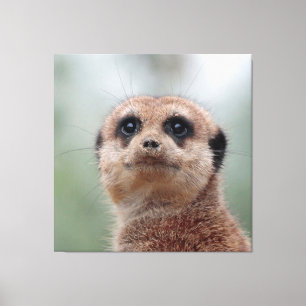 Meerkat 020 canvastryck