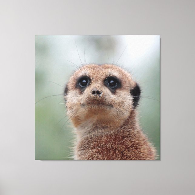 Meerkat 020 canvastryck (Framsida)