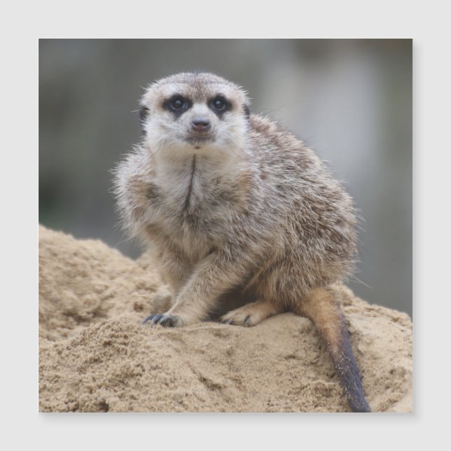 Meerkat 021 (Framsida)