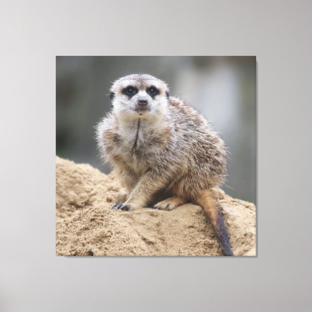 Meerkat 021 canvastryck (Framsida)
