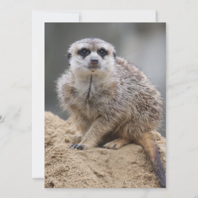 Meerkat 021 julkort (Framsida)