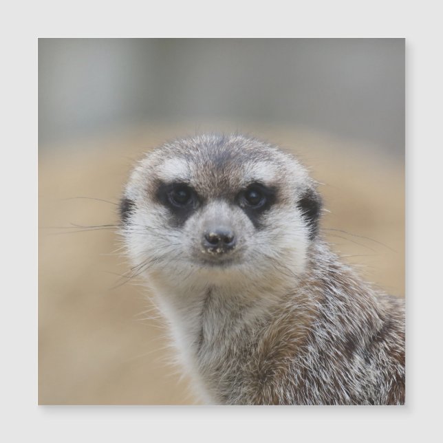 Meerkat 022 (Framsida)