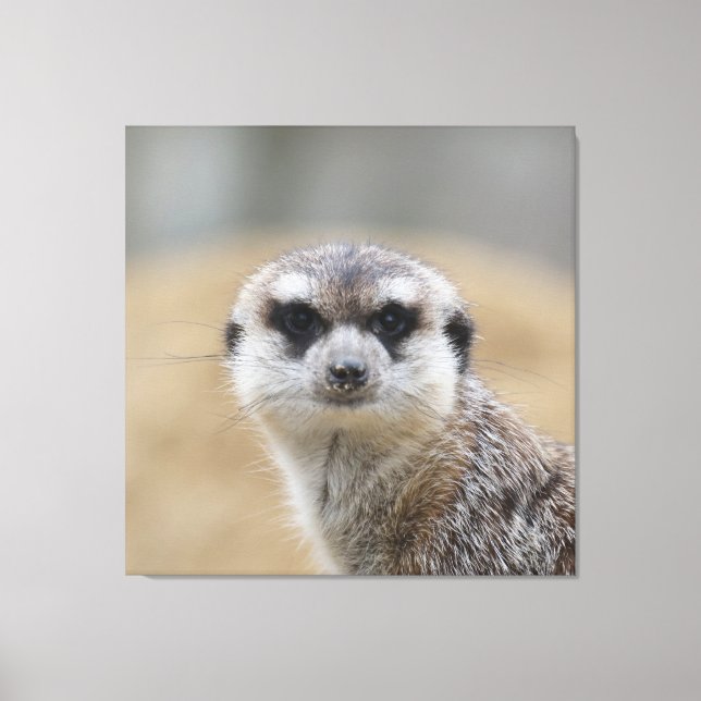 Meerkat 022 canvastryck (Framsida)