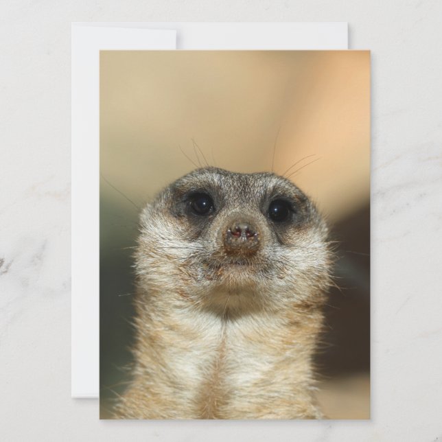 Meerkat 023 julkort (Framsida)