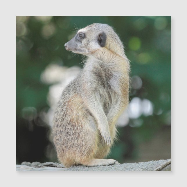 Meerkat 025 (Framsida)