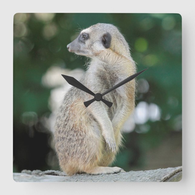 Meerkat 025 fyrkantig klocka (Framsida)