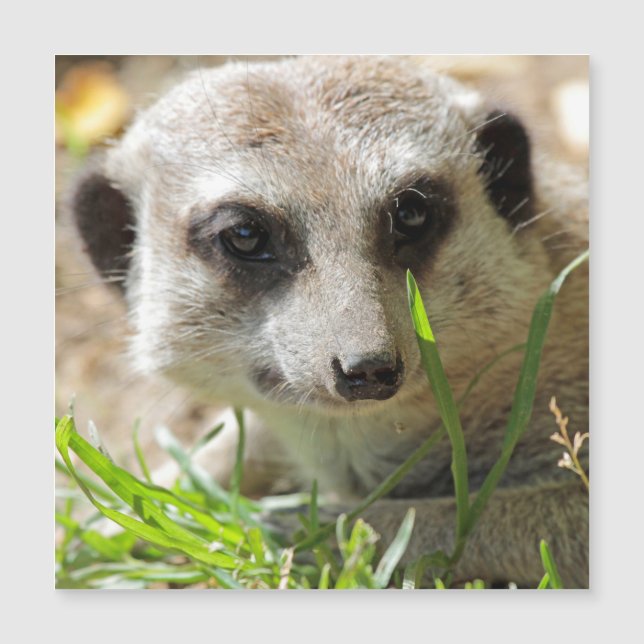 Meerkat 026 (Framsida)