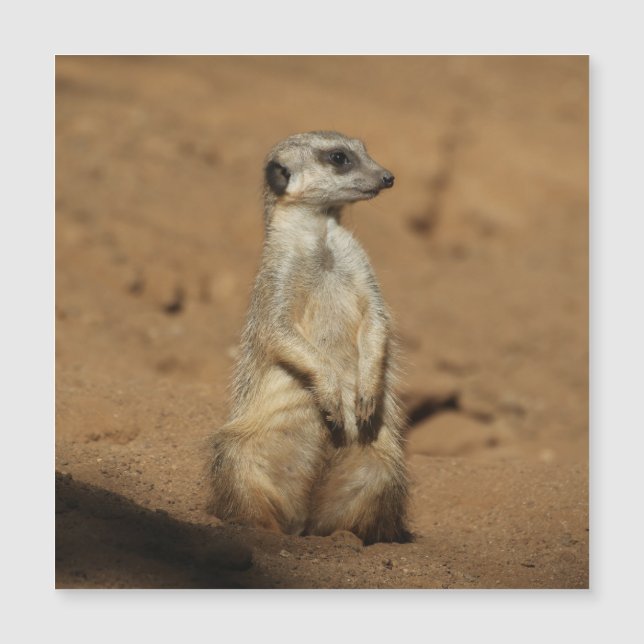 Meerkat 027 (Framsida)