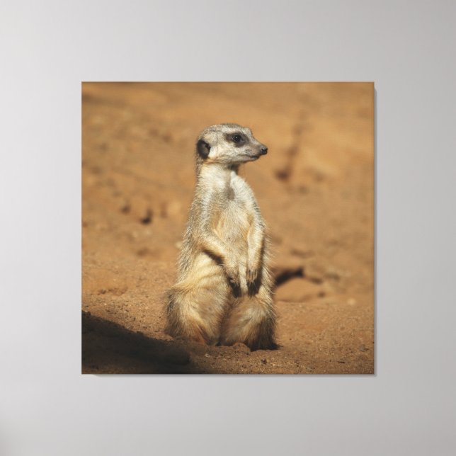 Meerkat 027 canvastryck (Framsida)