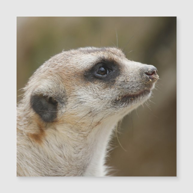 Meerkat 028 (Framsida)