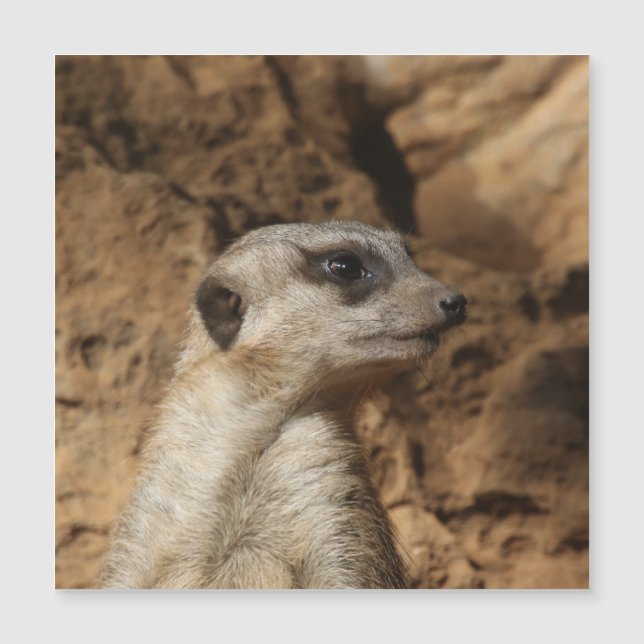 Meerkat 029 (Framsida)