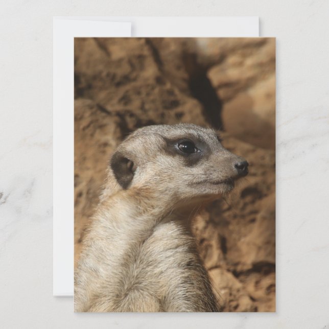 Meerkat 029 julkort (Framsida)