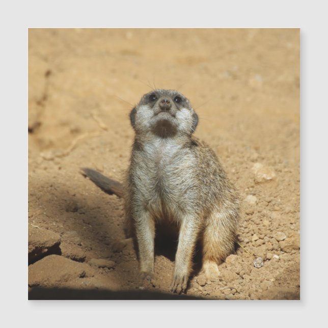Meerkat 031 (Framsida)