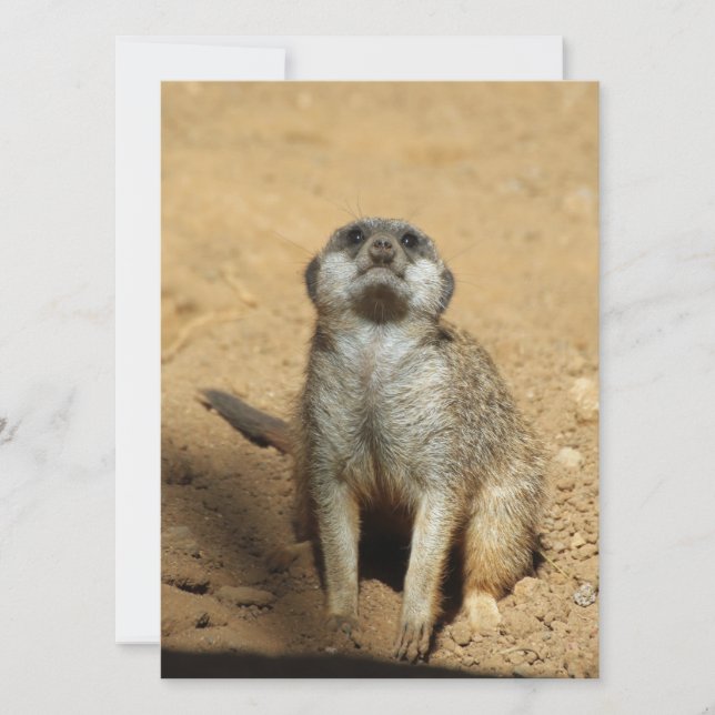 Meerkat 031 julkort (Framsida)