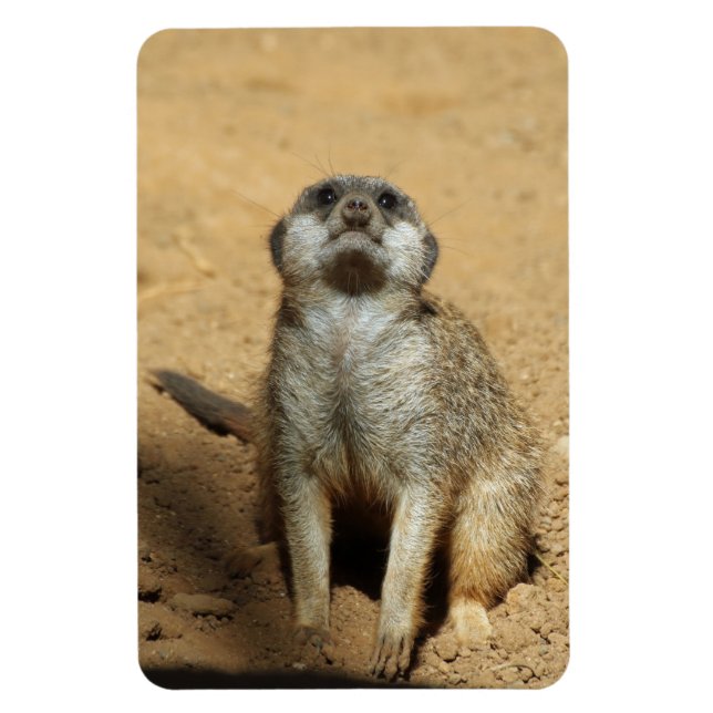 Meerkat 031 magnet (Vertikal)